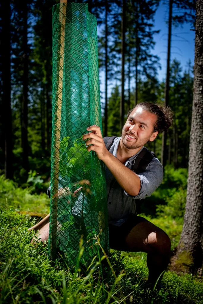 Lächelnder Mann schützt Setzling im Wald mit grünem Netz